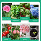 🪴Kaufen Sie 3 für 5 (8 Flaschen）🌼Flüssige Lösung zur Aktivierung von Pflanzen und Blumen✨