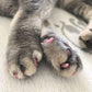 ⏳Begrenzte Zeit 50% Rabatt💥Tiernagelkappen für Hunde und Katzen mit Kleber