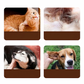 Ohrenspülung mit Teebaumöl für Katzen und Hunde