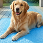 🧊⚡  Summer Sale! No-Water Pet Cooling Mat – Breathable Oxford Fabric, Fits Any Bed/Crate